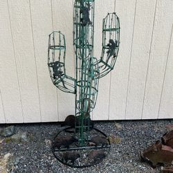 Barb Wire Cactus