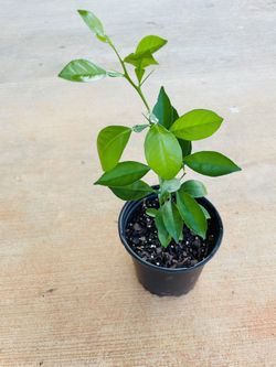 Organic lemon Plants 