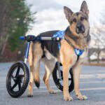 Walkin’ Wheels Wheelchair