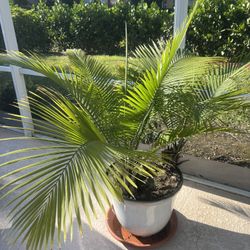 Beautiful Fan Palm