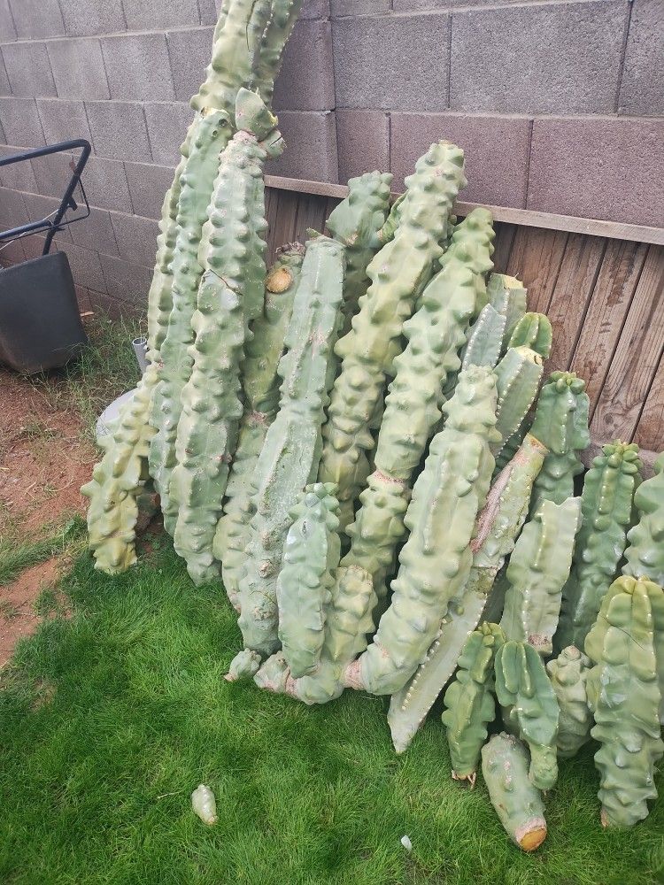 Totem Pole Cactus Starts