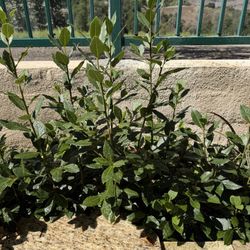 Fresh bay leaves for trade