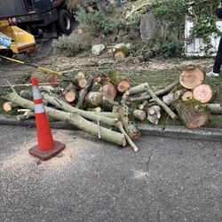 Free Firewood, Maple Tree