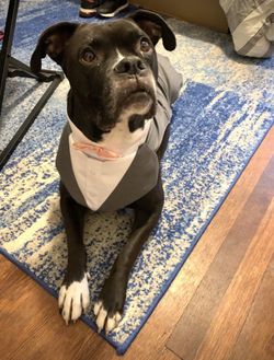 Dog Tuxedo Suit Outfit