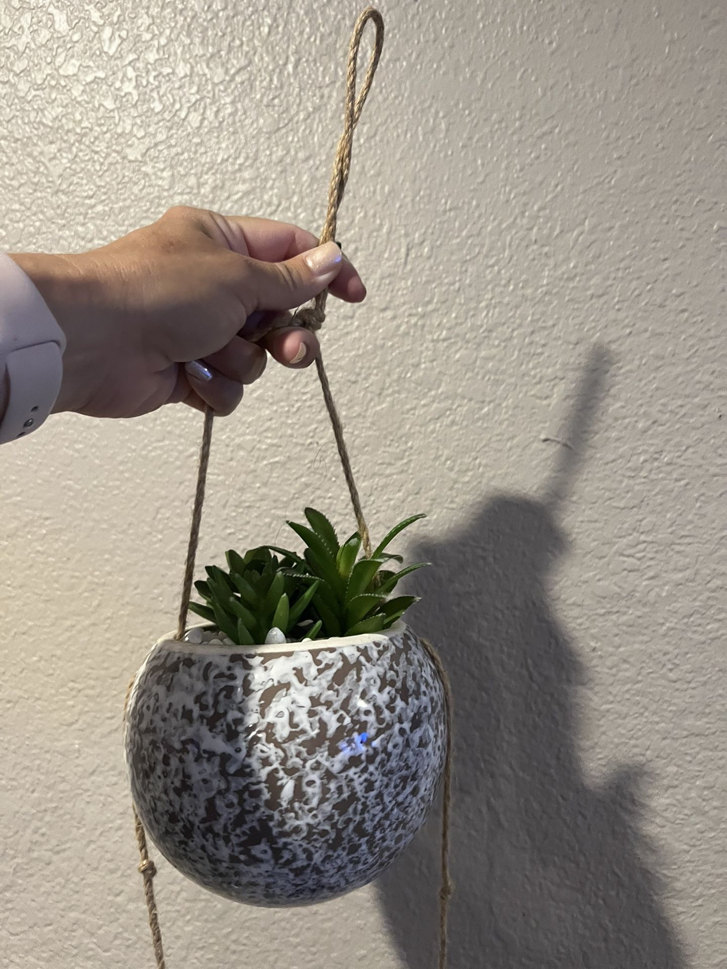 Hanging Succulent /3feet - 3 Pots