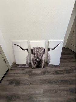 Highland cow pictures