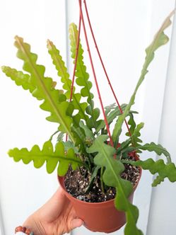 Epiphyllum Anguliger Ric Rac Cactus Plant 6" Pot - Indoor House Plants