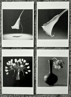 Art Postcards - Robert Mapplethorpe - Flowers