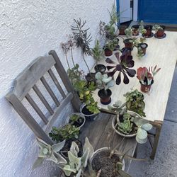 ‼️‼️Moving-out PLANTS SALE! Everything Must Go‼️‼️