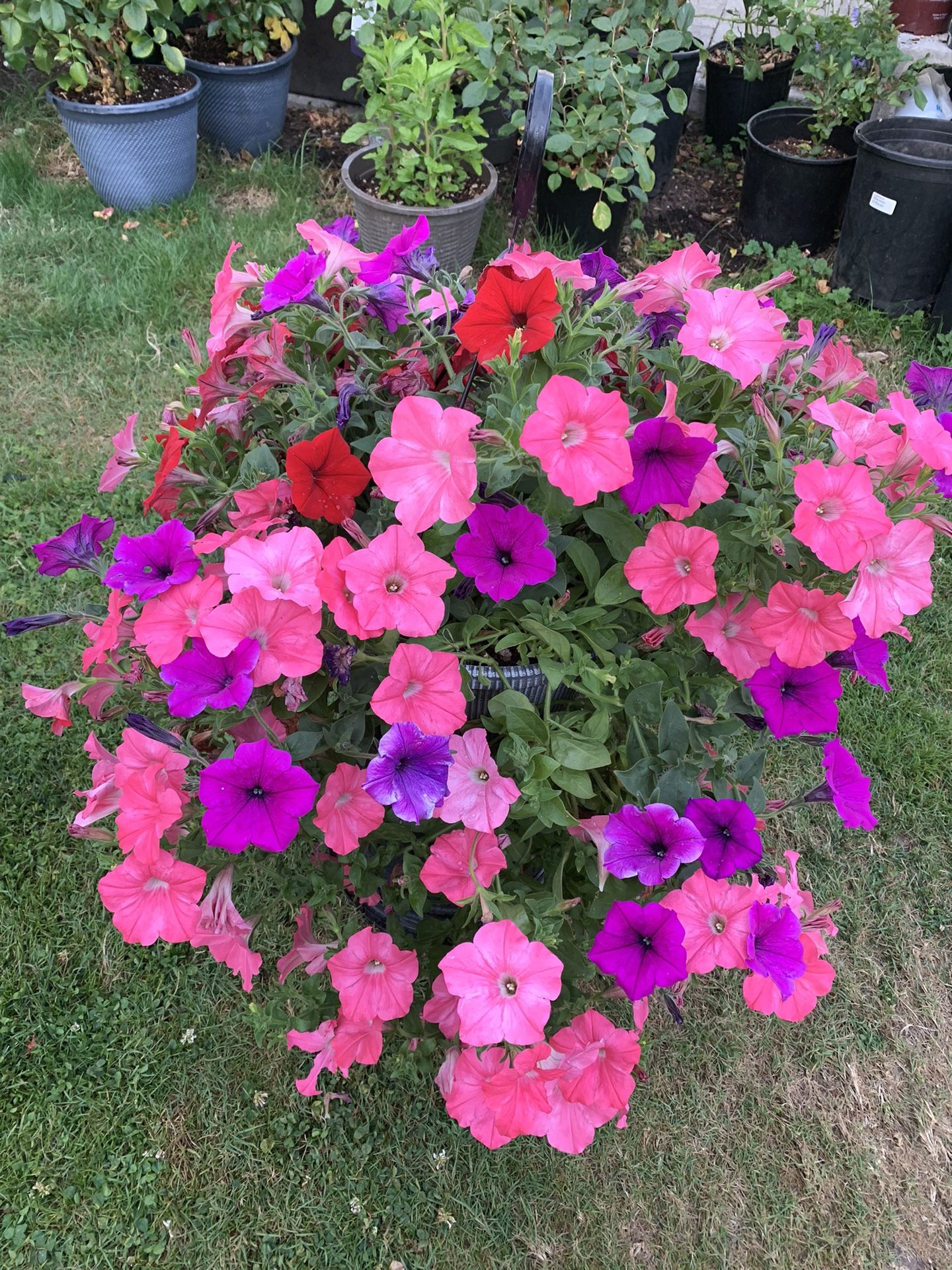 Outdoor Plat