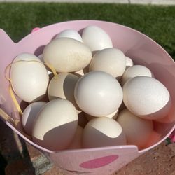 Organic Eggs