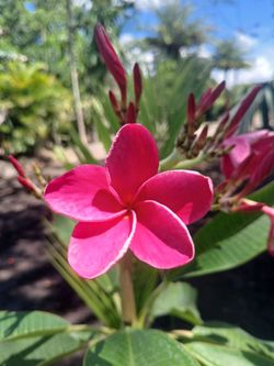 gorgeous frangipani blooming 15gl $85