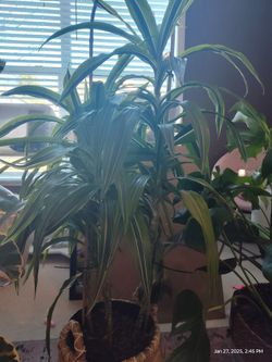 Dracaena