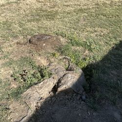 Stump Grinding