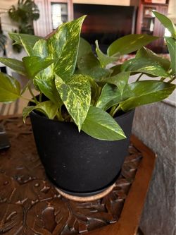 Flamingo & Pecos - Pothos Houseplant in 8” Black Pot - $15