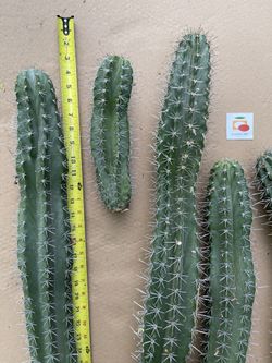 Semi Di Cactus Pitaya (Stenocereus Griseus) - Pitaya Da Fiore - Almeno 5 Semi - Gx 040