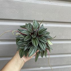 4” Peperomia San Marino