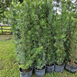 podocarpus 4 feet $10 and 6 feet $35