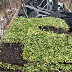 Fresh Sod