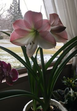 Amaryllis and red shamrock
