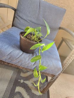 Pothos Plant in 6" Plastic Pot
