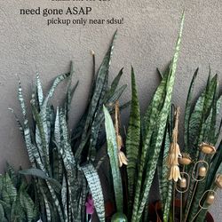 SNAKE PLANTS FOR SALE