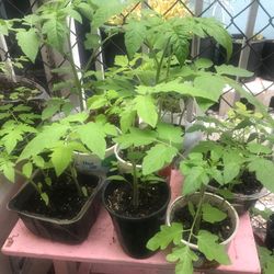 Tomatoe plants 🪴 ready to go some pots have 2 3 4 plants 🪴 asking $1 and $2 for them  by Home Depot Slauson ave /western