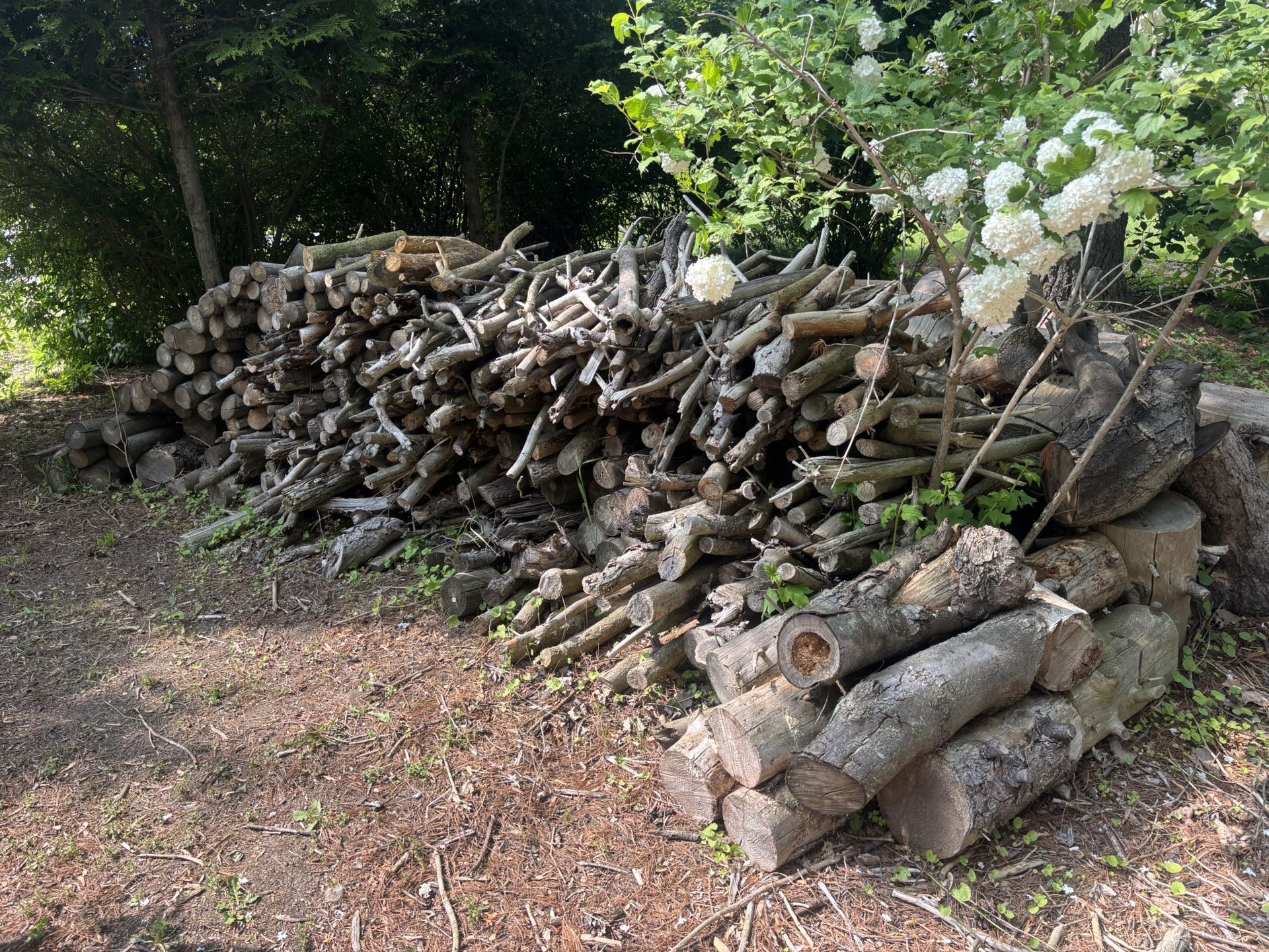 🔥 Seasoned Firewood ~1.5 Cords (Delivery Available)