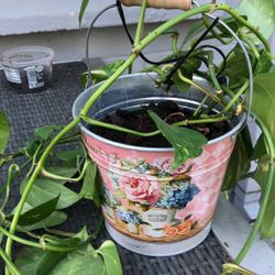 Indoor Plant 