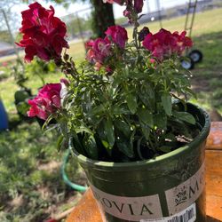 Maceta De Perritos 5 Dólares 