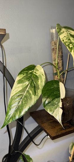 Variegated Epipremnum pinnatum ‘Albo-Variegata’