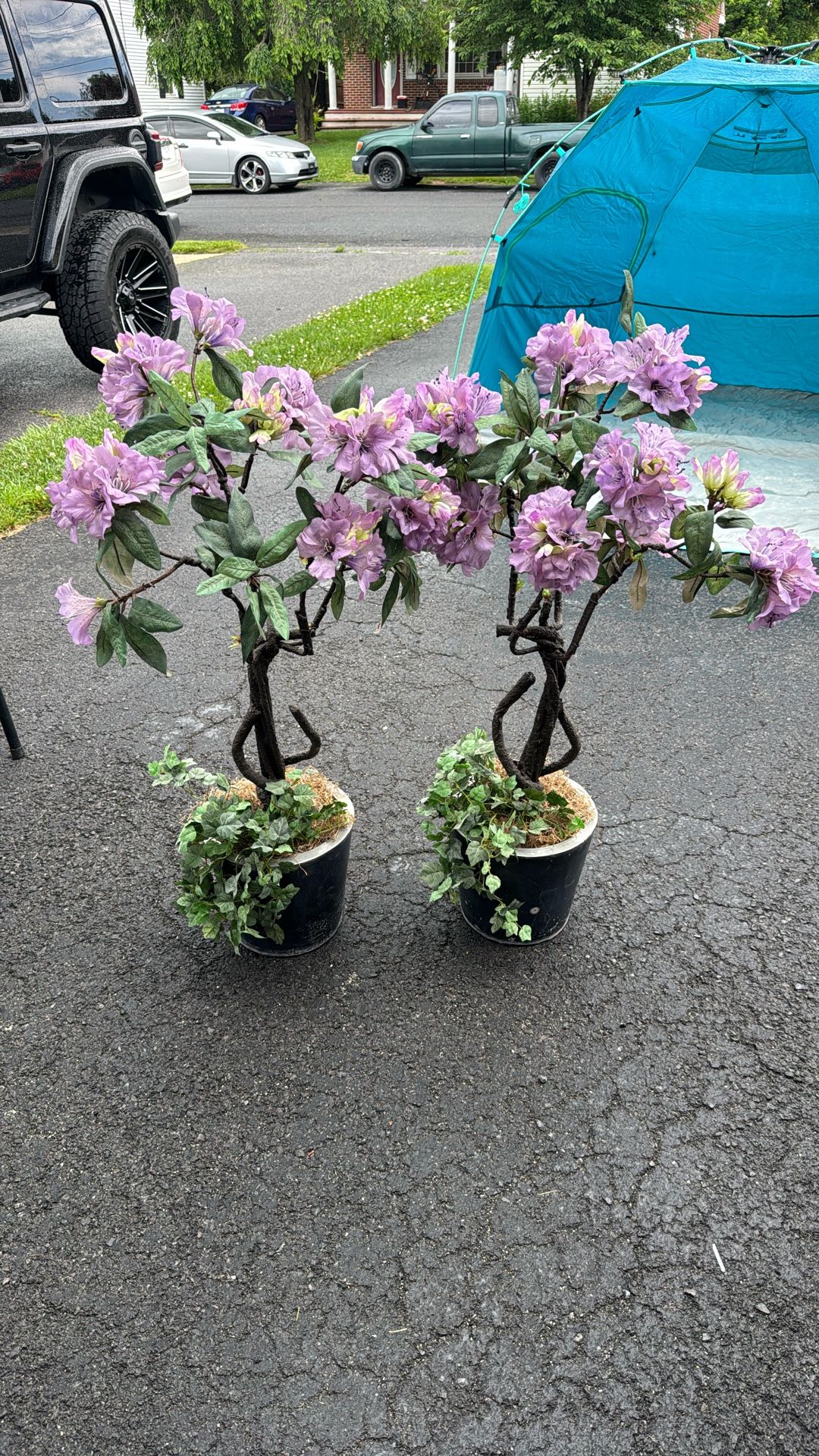 Two Pretty Plants, Indoor Or Outdoor