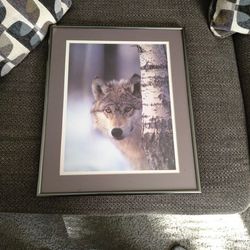 Wolf Picture 