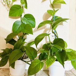 Golden Pothos Indoor Plant In 6 Inch Pots 