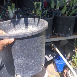 Botes 5 Galones Y 4 Galones Gruesos