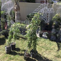 Horse Topiary 