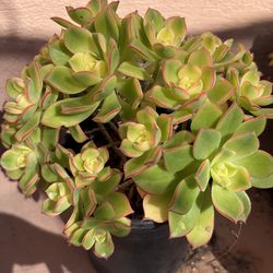 Kiwi succulent plant one gallon pot