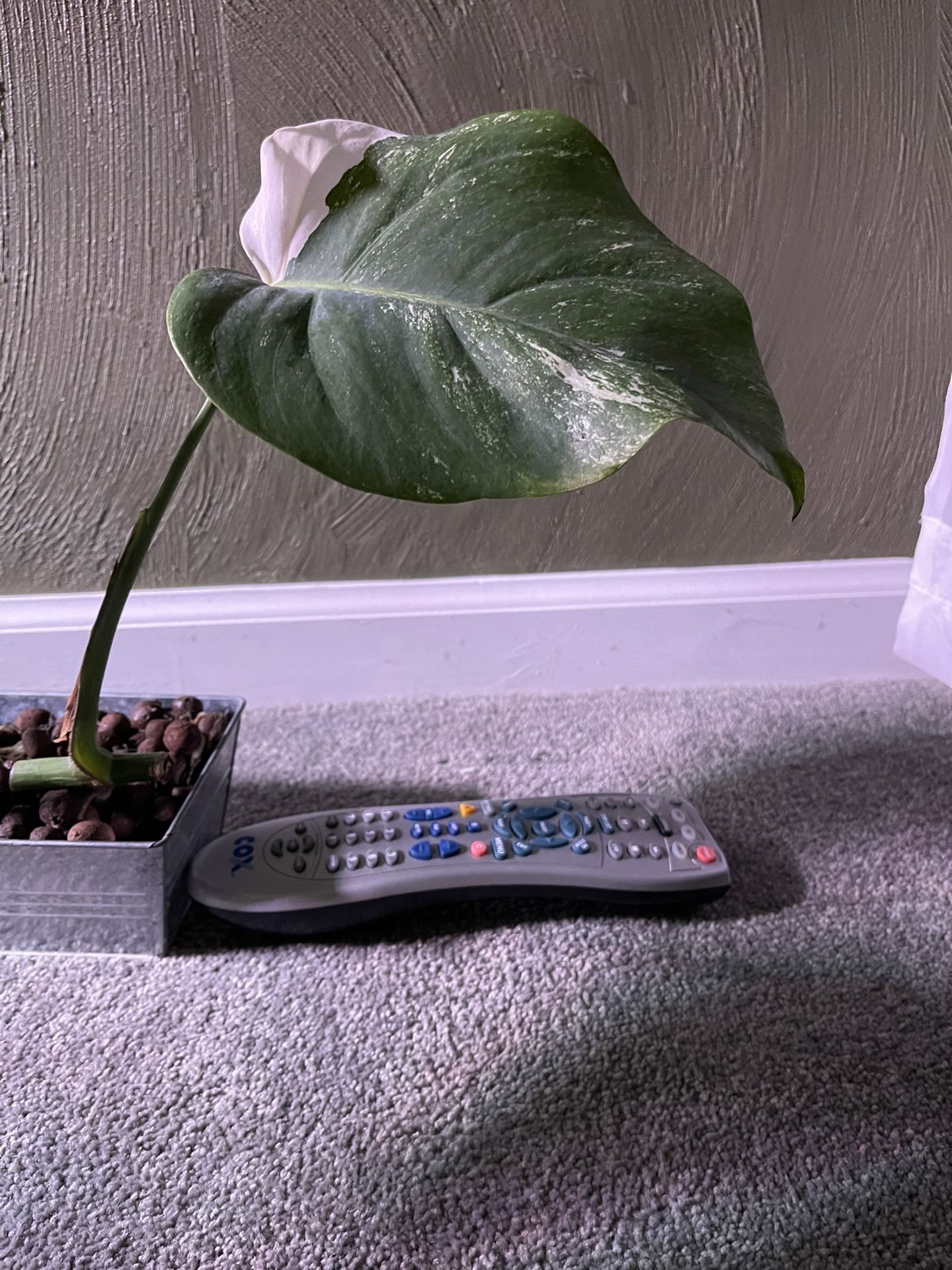 Varigated Monstera deliciosa
