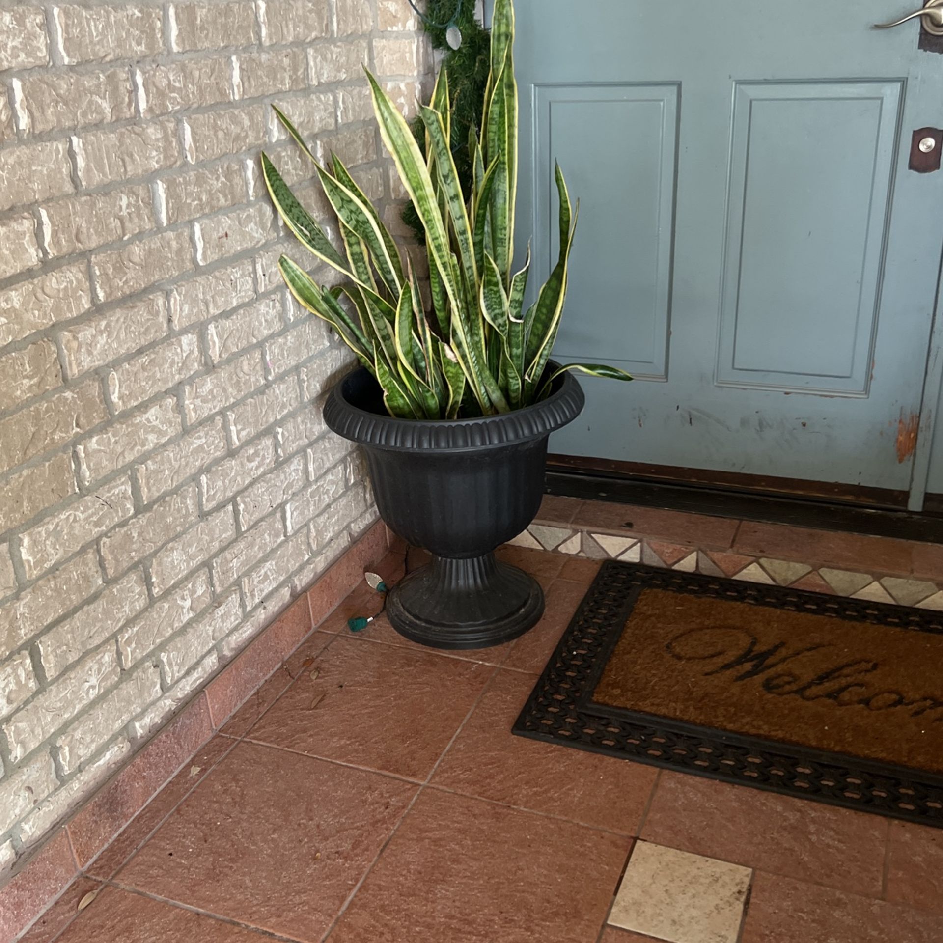 Two Potted Plants 