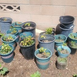 Longan and Lychee Seedlings.  