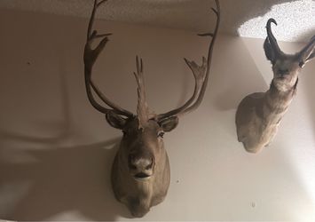 Alaska Caribou