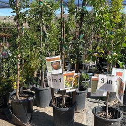 Fruit Trees 6-7 Feet Tall 
