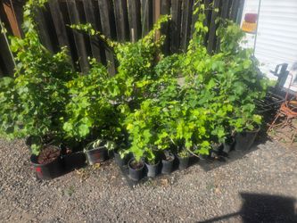 Seedless red grape plants