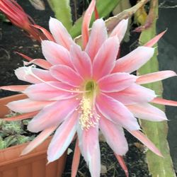 Epiphyllum Orchid Cactus