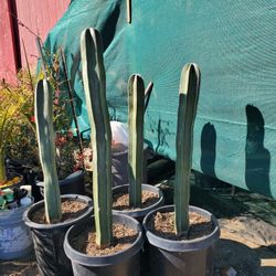 Mexican Post Cactus