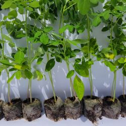 Moringa Plants 10 Live Seedlings Up To 10-15 Inch Organic PKM1 Malunggay Drumstick Tree Miracle Tree 