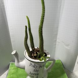 Rat Tail Cactus On A Kettle Decoration Live 