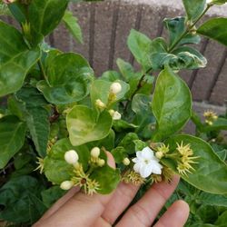 Jasmin