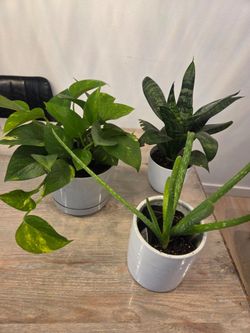 Set of 3 Indoor Houseplants in White Pots