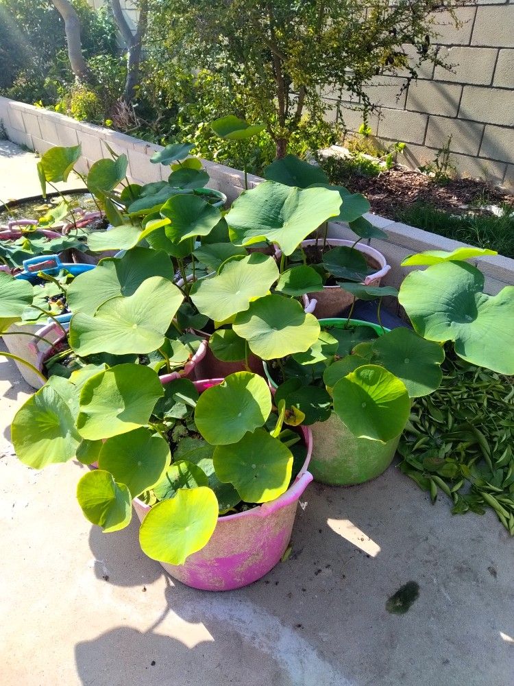 Lotus Plant 15 Gallon Pot